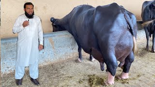 Pakistan Modern and Biggest Nili Ravi Buffalo Dairy Farm ll Mian Abdullah Dairy Farm [upl. by Noedig]