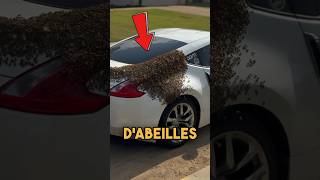 Faites Ceci si Vous Voyez des Abeilles Environner Votre Voiture 😨 [upl. by Dolorita994]