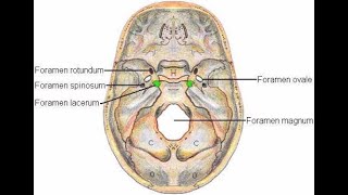 Structures that pass through Foramen Rotundum [upl. by Schaefer917]