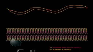 la replication de lADN [upl. by Ecirrehs]