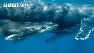 Orca Kidnaps Baby Humpback Whale  4K UHD  Mammals  BBC Earth [upl. by Hpesojnhoj]