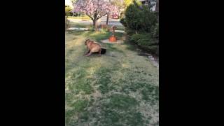 Neapolitan Mastiff vs Pitbull Great Dane Mix [upl. by Ahsirtak382]