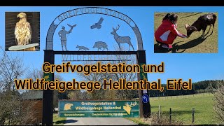 Greifvogelstation wildfreigehege Hellenthal Eifel เที่ยวเยอรมัน พาดูหูมป่า นกหงษ์หยก 109 [upl. by Tilford180]