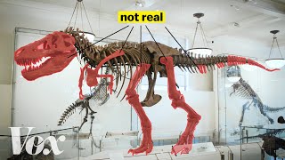 How scientists solved this dinosaur puzzle [upl. by Irik]