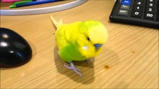 Arguing With A Grumpy Budgie  Pedro Video 30  Liz Kreate [upl. by Brittney]