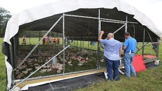 Raising 20000 Chickens On Pasture COMPLETE [upl. by Bathsheb]