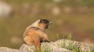 Hoary Marmot whistling [upl. by Ardnossac]