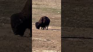 Amazing Wichita mountains wildlife refuge positivevibs subscribe 😉 ♥️ [upl. by Nadine]