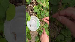 How to harvest Blue Vervain Verbena hastata seeds [upl. by Kippar]