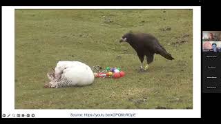 BTSCON 2024 ManyBirds Study 1 Evolutionary drivers of neophobia across the avian clade [upl. by Reinhart769]