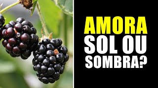 AMORA GOSTA DE SOL OU SOMBRA [upl. by Leumas686]