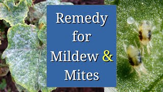 Remedy for Powdery Mildew amp Spider Mites Sulfur [upl. by Dori]