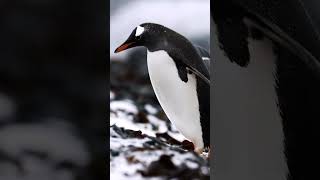 LAntarctique avec PONANT  PONANT [upl. by Inna]