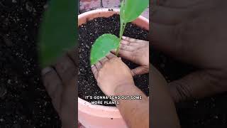 Master the Art of Growing Turmeric at Home  Shorts gardening containergardening [upl. by Soulier]