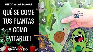 SOLUCIONES FÁCILES CONTRA PLAGAS Qué se COME tus PLANTAS y cómo evitarlo  en20metros [upl. by Eseerehs]