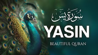 Surah Yasin Yaseen سورة يس  Amazing Voice Quran Recitation  Zikrullah TV [upl. by Kev]