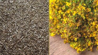 A Natural Remedy for Plantar Fasciitis Blue Vervain and Hypericum Herbal Tea [upl. by Eenalem782]