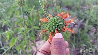 Leonotis nepetifolia diagramsnotesverticillaster [upl. by Tatum]