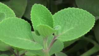 Cuban Oregano Plectranthus amboinicus [upl. by Arok]