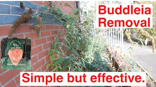 Buddleia Removal Simple But Effective [upl. by Grand]