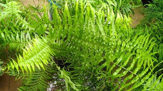 All about Pteris Vittata Fern🌱🌱🌱 [upl. by Winograd]