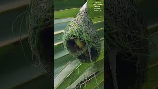 The Master Weavers of the Wild 🌾🐦 🏡🕊️ weavers nature birdnest [upl. by Bayer]