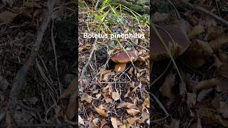 Boletus pinophilus solitario porcini boletus mushroom funghi forest nature [upl. by Frerichs]