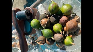 Growing Harvesting and Cracking Macadamia Nuts in Florida  Dana White Macadamias [upl. by Ahsikal]