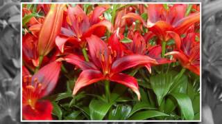 Where and How to Grow Lilies [upl. by Brandon]