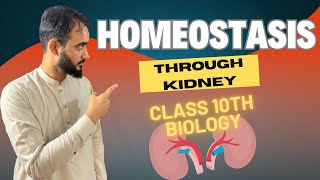 Kidney role in Homeostasis  Kidney Function  Homeostasis Class 10th Biology Basharat Ali Lecture [upl. by Hambley]