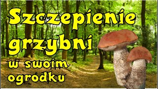 Szczepię grzybnię na korzeniach drzew Czyli sadzę grzyby na swoim podwórku 🤪 [upl. by Leinahtan]