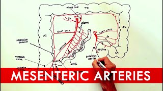 Anatomy tutorial  The Mesenteric Arteries [upl. by Boycie]