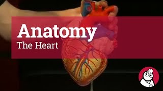 Anatomy The Heart [upl. by Ynor]