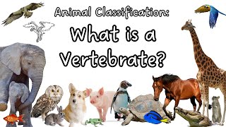 What is a Vertebrate Animal Classification  Kids Science Lesson  Characteristics of Vertebrates [upl. by Estren45]