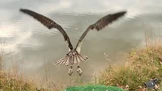 Quick Osprey Dive with Falconry Telemetry [upl. by Fahey]