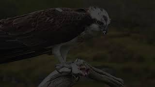 Bywyd Gwyllt Glaslyn Wildlife  Ffrwd Byw  Live Stream 2 [upl. by Nalani]