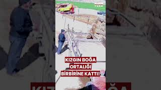 Nevşehirde Kızgın Boğa Ortalığı Birbirine Kattı O anlar kamerada boğa nevsehir [upl. by Dlanar]