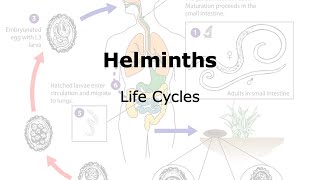 Helminths Life cycle [upl. by Owens]