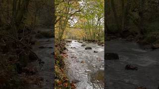 Fall Colours in Dartmoor travel shorts hiking nature 4k [upl. by Bihas]