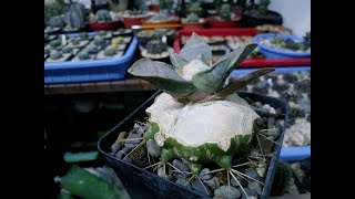 Grafting Ariocarpus  Injerto de Ariocarpus sobre Echinocactus Grusonii [upl. by Meingoldas]