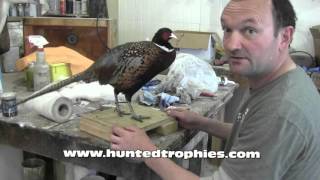 Standing Pheasant with Matt Koob [upl. by Stevie666]