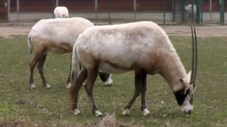 Arabische Oryx fressen Gras [upl. by Aikaz29]