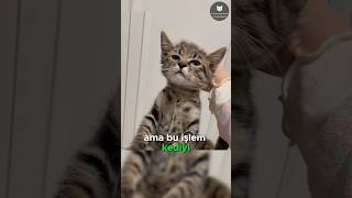 Kedilerin Hareketsiz Bırakan Düğme 🐈👆😱 [upl. by Aiker]