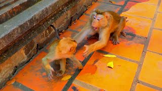 More funnyWhen little monkey SABA plays game with mom SARIKA like that [upl. by Enomed]