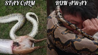 How my only pet was swallowed by a pythonprotect yourself [upl. by Waneta]