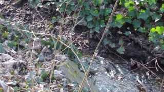 Bach und Teich im Landsberger Wald 1432014 [upl. by Ordnas]