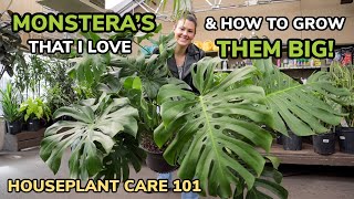 BEST Monstera amp Growing Them BIG Monstera Care Light Repotting Soil Water  Houseplant Care 101 [upl. by Shannon]