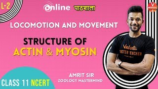 Structure of Actin and Myosin  Locomotion and Movement lecture 2  Class 11 Biology Chapter 20 [upl. by Sorvats]