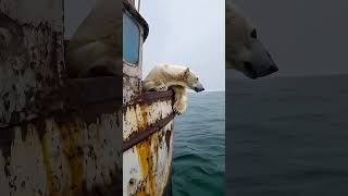 Polar bear encounter cute animals seal funny wildlife ocean [upl. by Ailla441]