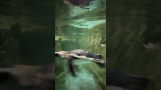 CUTE MAGELLANIC PENGUINS in Tropicarium Park shorts italy tropicarium penguin cute magellanic [upl. by Aleil]